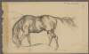 [Sketch of horse, with head down]