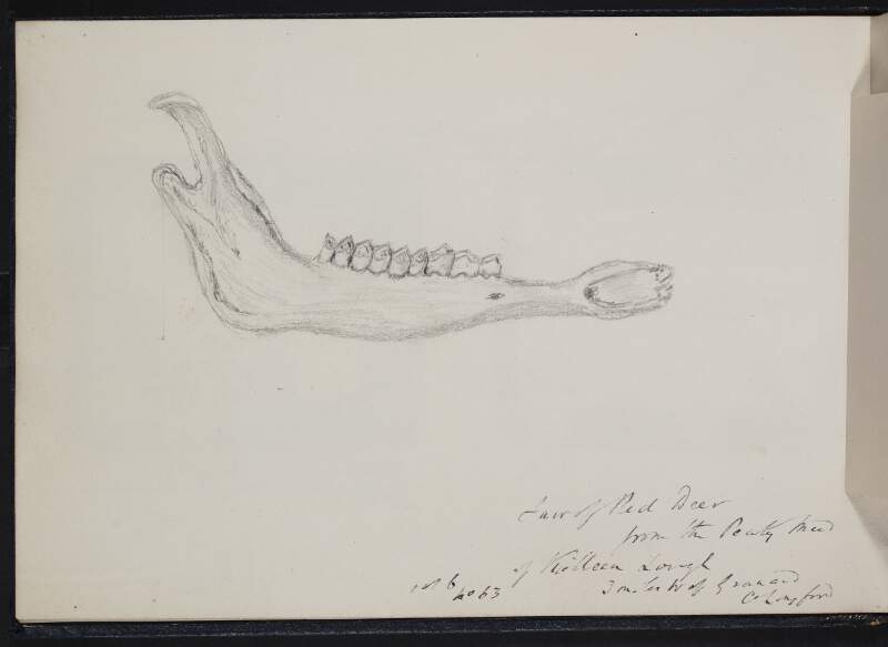 Jaw of red deer from the peaty mud of Killeen Lough, 3 miles west of Granard, County Longford