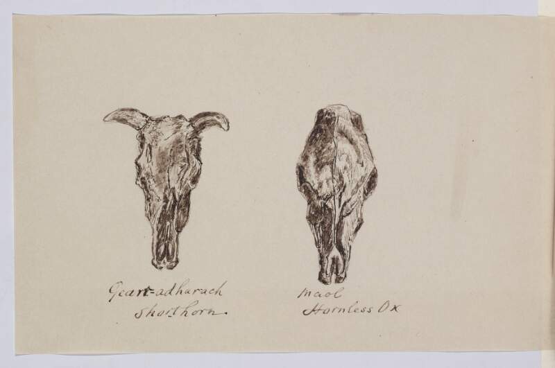 Gearr-adharach [Gear-adharach], short horn; Maol, hornless ox