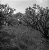[Apple trees in garden, Burrishoole Lodge, Newport Co. Mayo]