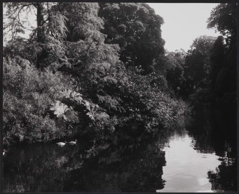 [View of river and foliage, Mount Usher Gardens, Ashford, County Wicklow]