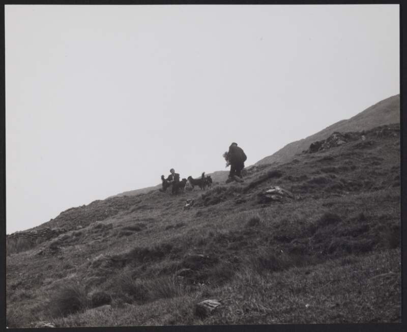 [Shepherds and sheepdogs on hillside, possibly Connemara]