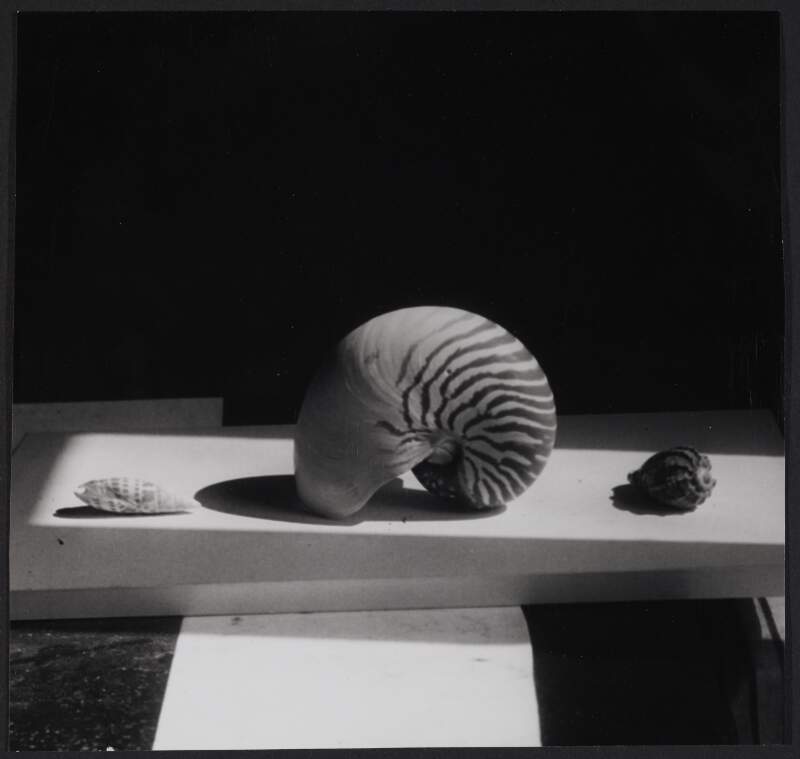 [Study of three seashells, Ballsbridge, Dublin]